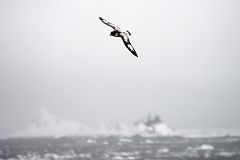 01D Cape Petrel Bird Sailing Between Aitcho Barrientos Island And Deception Island On Quark Expeditions Antarctica Cruise Ship.jpg